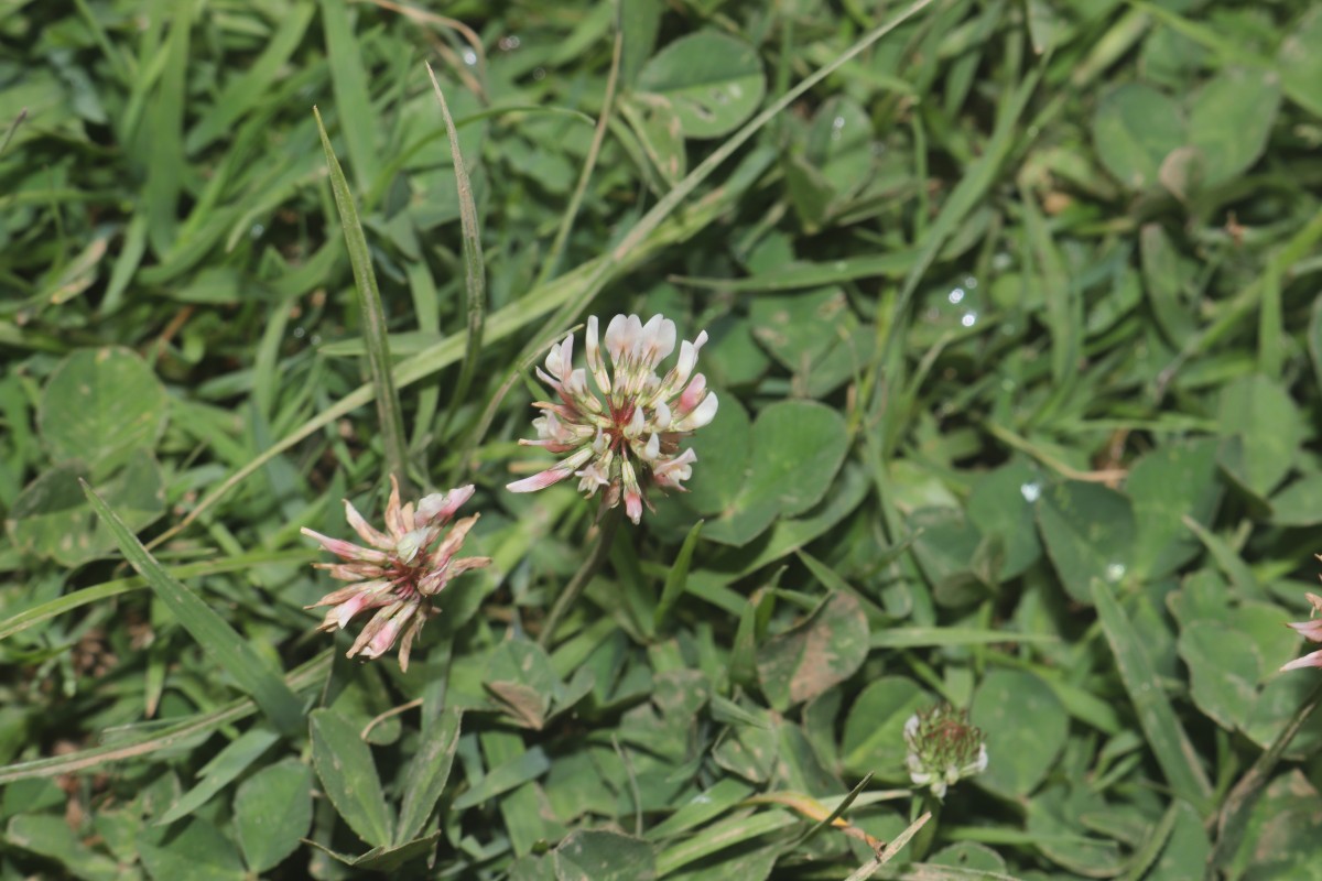 Trifolium repens L.